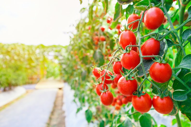 tomato-plants-seen-garden-outdoors